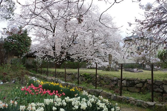 「元興寺塔跡」<br /><br />　　チューリップのお花も満開〜♪<br /><br />