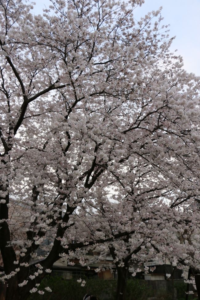 「元興寺塔跡」<br /><br /><br />本日、一番の桜の花だったかも…。