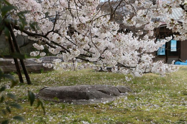 「元興寺塔跡」<br /><br /><br />　　　桜の花 と 塔跡・礎石 。。。