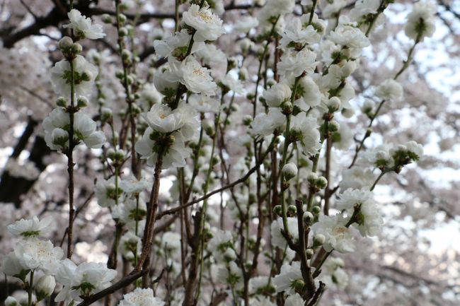 「元興寺塔跡」<br /><br /><br />　　　桜の花のかんざし〜♪