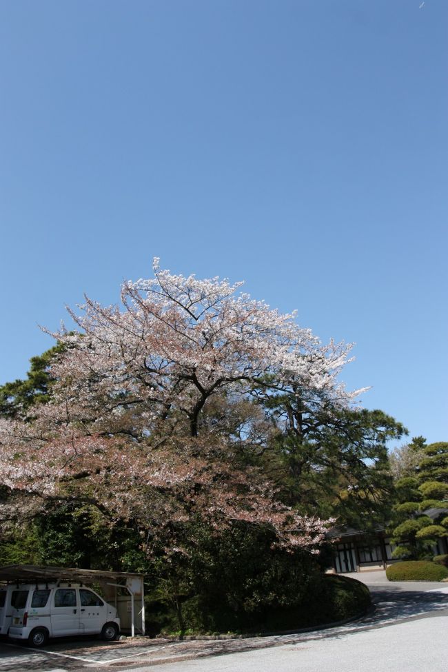 桜ももう散りかけ・・・。