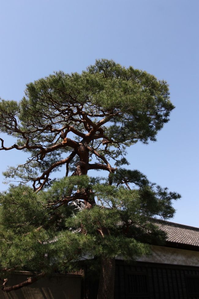 立派な松！！