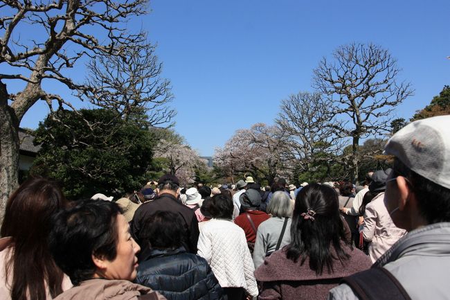 花を見に来たよりも人を見に来たような・・・。
