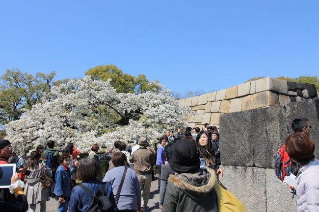 この白い花は皆さん撮影をしていましたね。
