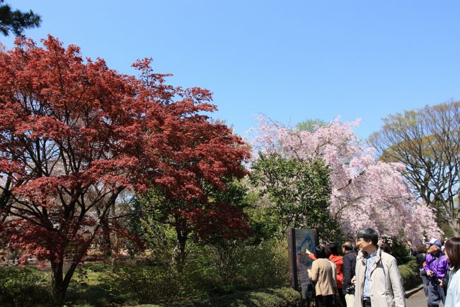 もみじと桜のコラボ。