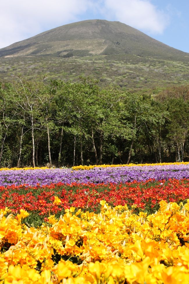 14年 春の八丈島 1 フリージアまつり 八丈植物公園 裏見ヶ滝 地熱館 八丈島 東京 の旅行記 ブログ By 旅するうさぎさん フォートラベル
