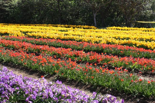 14年 春の八丈島 １ フリージアまつり 八丈植物公園 裏見ヶ滝 地熱館 八丈島 東京 の旅行記 ブログ By 旅するうさぎさん フォートラベル