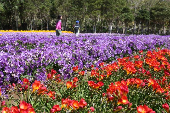 14年 春の八丈島 1 フリージアまつり 八丈植物公園 裏見ヶ滝 地熱館 八丈島 東京 の旅行記 ブログ By 旅するうさぎさん フォートラベル 14年 春の八丈島 1 フリージアまつり 八丈植物公園 裏見ヶ滝 地熱館 八丈島 東京 の旅行記 ブログ By 旅するうさぎさん フォートラベル
