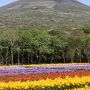 2014年　春の八丈島　【１】フリージアまつり、八丈植物公園、裏見ヶ滝、地熱館