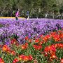 2014年　春の八丈島　【１】フリージアまつり、八丈植物公園、裏見ヶ滝、地熱館