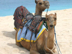 そうこの子達に乗る為に来ました。
Camel safari at nikko bali resort & spa