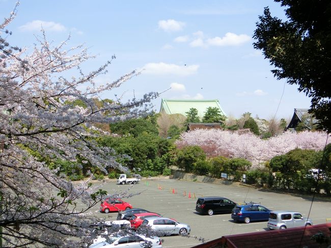 桜が見えてきた〜☆