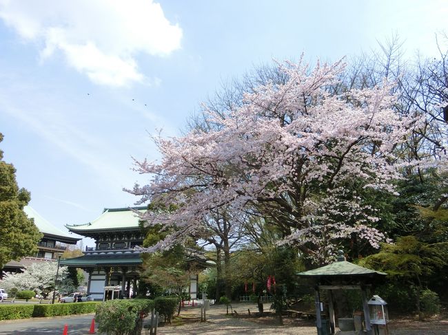 こういう場所はやはり桜が似合う。