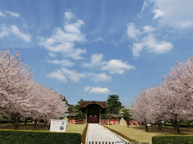 お天気も良くって、青い空にとても桜が映えてみえた。