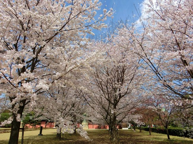 敷地内を散策しながら、あちこちに咲いた桜の花を堪能した。