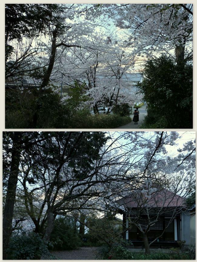 「元興寺」つながりで…<br /><br />当時の「元興寺」伽藍の跡地として残っている「元興寺小塔院跡」へ。。<br />現在の「小塔院跡」は江戸時代に建てられた「虚空蔵堂」と供養塔があるのみ。<br />桜の美しい静かな場所でした。。。<br /><br />「真言律宗　元興寺（元興寺極楽坊）」にある国宝の『五重小塔』は、かつてこの「小塔院」に安置されていたとされる（Wikipediaより）<br /><br />ElliEさんと暗くなるまで、ならまち をてくてく。。。