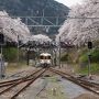 やまきた桜まつり＆中川温泉信玄の湯♪～桜三昧の晴れ男～(^^)