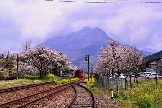 油絵湯布院の桜菜の花由布岳のＦ6号です 油絵湯布院の桜菜の花由布岳のF6号です