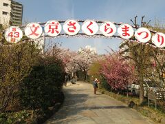 文京区の桜スポットの一つ、播磨坂桜並木です。