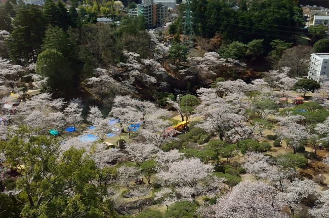 花見客で賑わう週末の八幡山 宇都宮 栃木県 の旅行記 ブログ By 玄白さん フォートラベル 花見客で賑わう週末の八幡山 宇都宮 栃木県 の旅行記 ブログ By 玄白さん フォートラベル