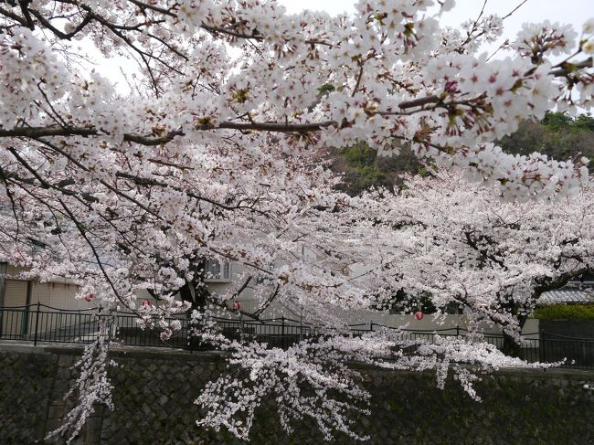 有馬温泉の桜 有馬温泉 兵庫県 の旅行記 ブログ By まやさんさん フォートラベル 有馬温泉の桜 有馬温泉 兵庫県 の旅行記 ブログ By まやさんさん フォートラベル