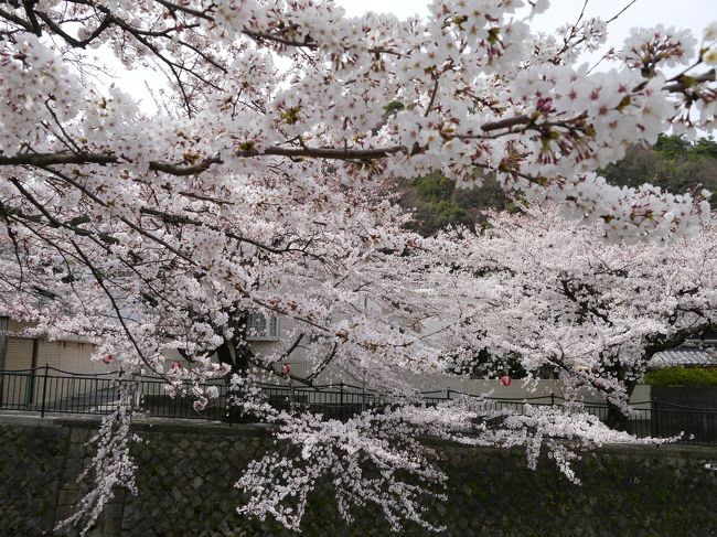 有馬温泉の桜 有馬温泉 兵庫県 の旅行記 ブログ By まやさんさん フォートラベル