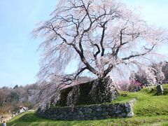 吉野から30分程で、大宇陀の又兵衛桜に着きました