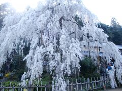 こんな素晴らしい桜が見れるんですから。満開です