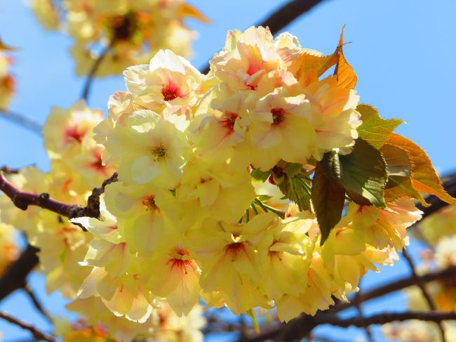 平成26年 桜の通り抜け記念 松前琴糸桜 銀メダル