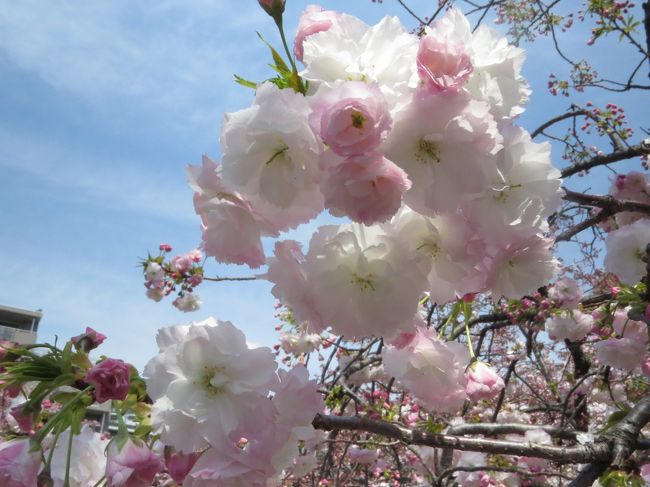 今年、最後の桜を愛でる「桜の通り抜け」』キタ（大阪駅・梅田