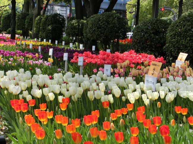 横浜公園で開催中のチューリップ祭りへ〜<br /><br />早速色とりどりのちゅーりっぷチャンのお出迎え♪