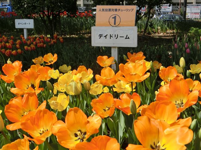 会場ではチューリップの人気投票が行われていたが、この「デイドリーム」が人気ナンバー１。<br /><br />・・かと思ってたんだけど、写真を見返すと受付番号1番だったみたい（笑）