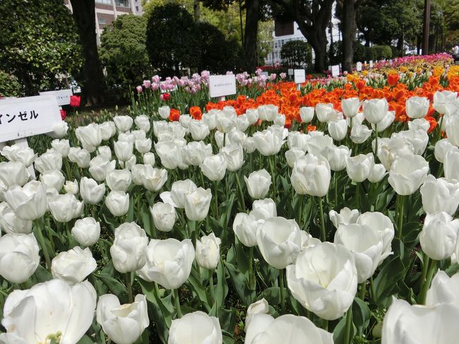 きれいに咲いたチューリップ♪