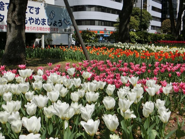しばしテントのお店をのぞいた後、チューリップ観賞を再び〜