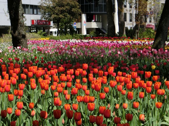 ちゅーりっぷ可愛い☆