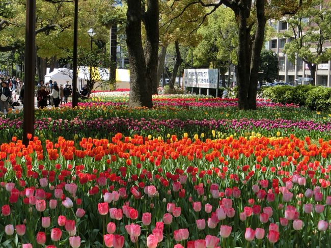 公園内には大きな木がたくさんあるので、花壇のチューリップでも林道を散策しているような気分に？