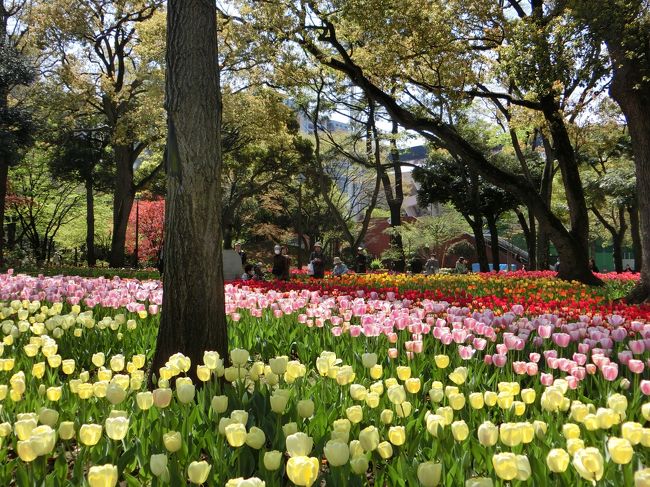 若かったら、チューリップ風呂にダイブしたい・・。<br />（↑もちろん、いけません・・）