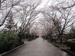 その後、「武蔵陵墓地」に向かいました。

写真はその途中にあった「陵南公園」です。

ここにも雨の中綺麗サクラが静かに咲いていました。