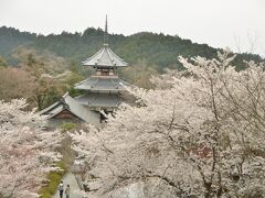 金峯山寺蔵王堂から少し離れたところにある三重塔あたりのほうが綺麗な桜に包まれていましたね