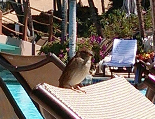 スズメのサイズでかめの奴とか