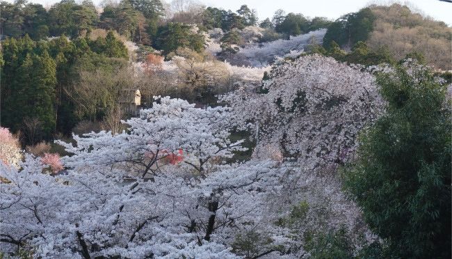 14桜を探し2 茨城県西からちょこっと栃木県へ 結城 大平山編 栃木 壬生 都賀 栃木県 の旅行記 ブログ By まりも母さん フォートラベル