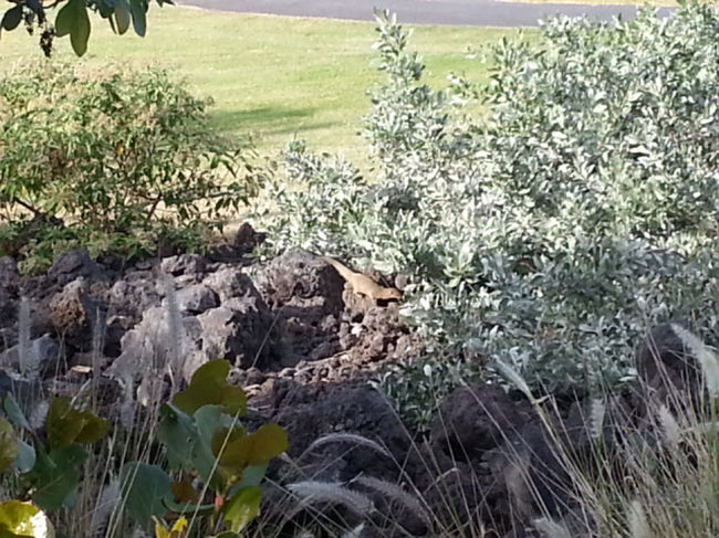 敷地内にはマングースも歩いていてクリビツ。<br />僕の自転車は米国のマングース製ですって関係ないけど！(^o^)