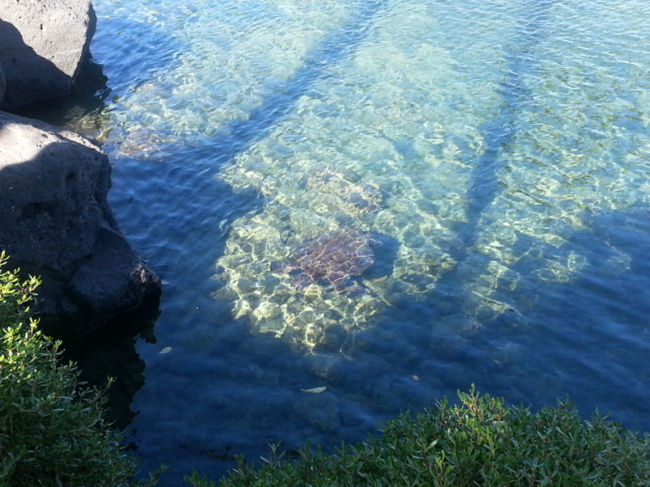 ラグーンにはこんな方々も優雅に泳いでましたよ。<br />触っちゃって叱られちゃったチビでした。(>_<)