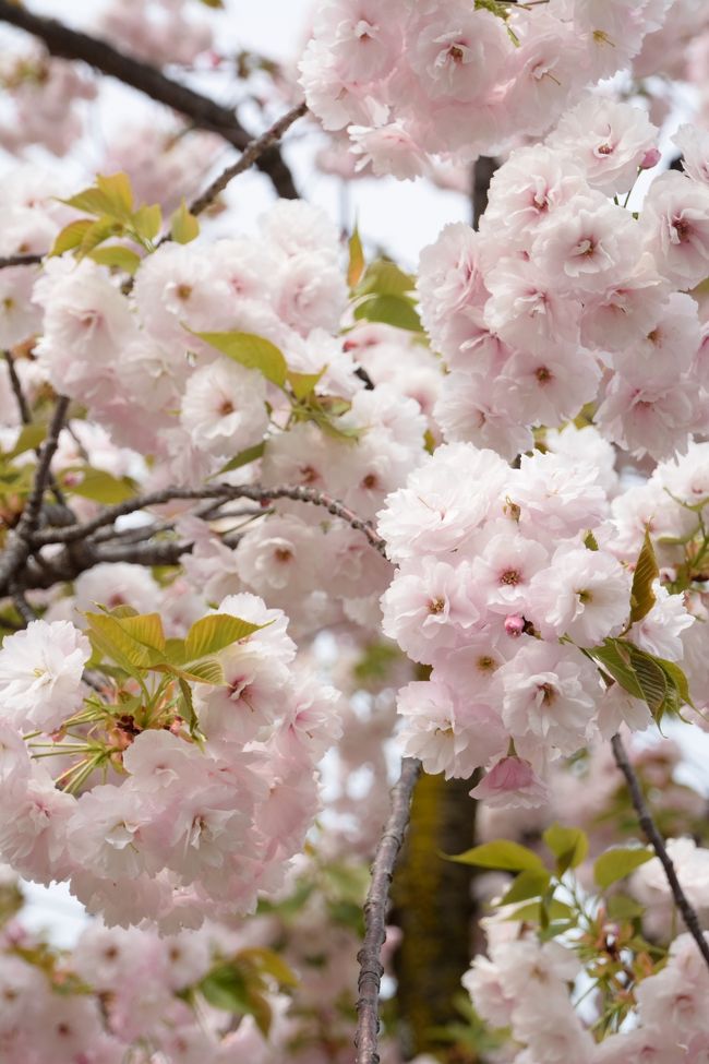 桜もいっぱい、人もいっぱい(^_^)v大阪造幣局・桜の通り抜け(*^_