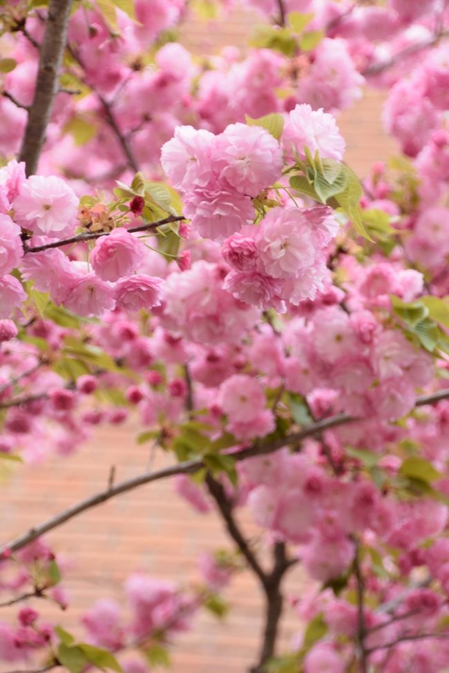 桜の通り抜け　2014年 松前琴糸桜 桜もいっぱい、人もいっぱい(^_^)v大阪造幣局・桜の通り抜け(*^_