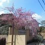 さくらと椿　春の京都