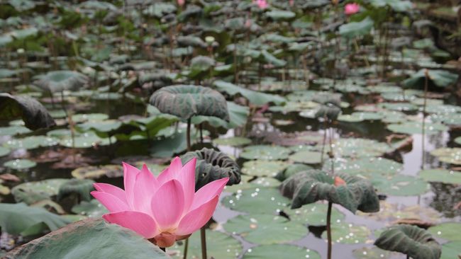 近くにはスタバもあって、<br />蓮の花を見ながら欧米人がお茶していました。