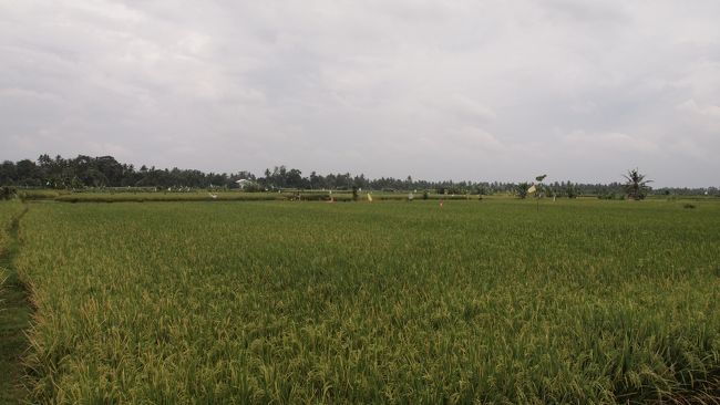 続きまして1時間半くらい走ってタマンアユン寺院へ。<br />今回はウブド→タマンアユン寺院→ジャティルウィと回りましたが、<br />この順番はドライバーさんの提案。<br />一番渋滞が少なくて早く着くんだって。