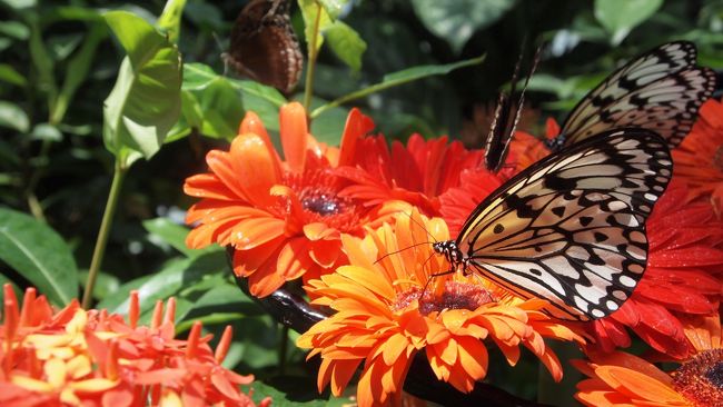 中で蝶を飼っているみたいです。