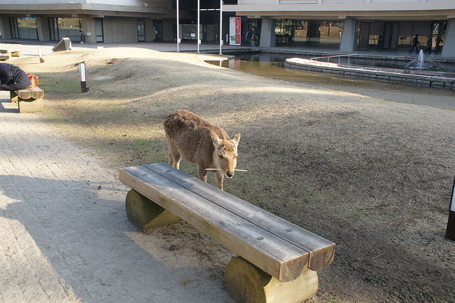 ●鹿＠奈良国立博物館<br /><br />誰ですか？<br />鹿に割り箸…。<br />
